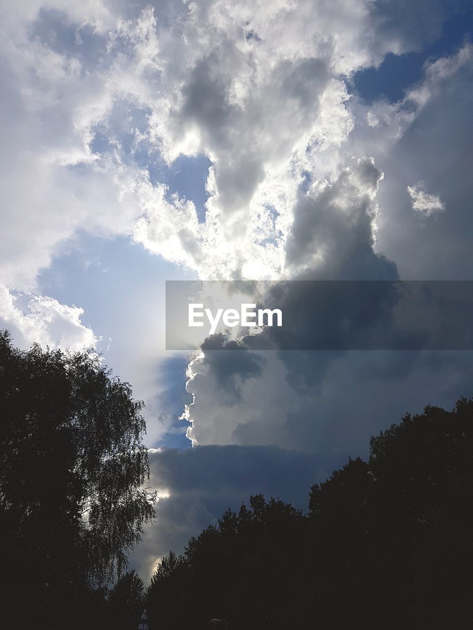 LOW ANGLE VIEW OF TREES AGAINST CLOUDY SKY