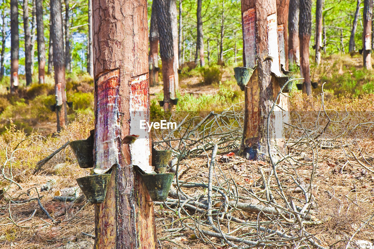 TREES GROWING IN FIELD