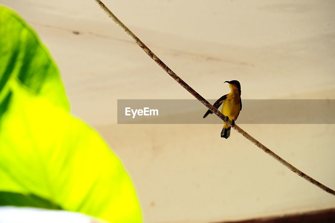 CLOSE-UP OF BIRD PERCHING ON POLE