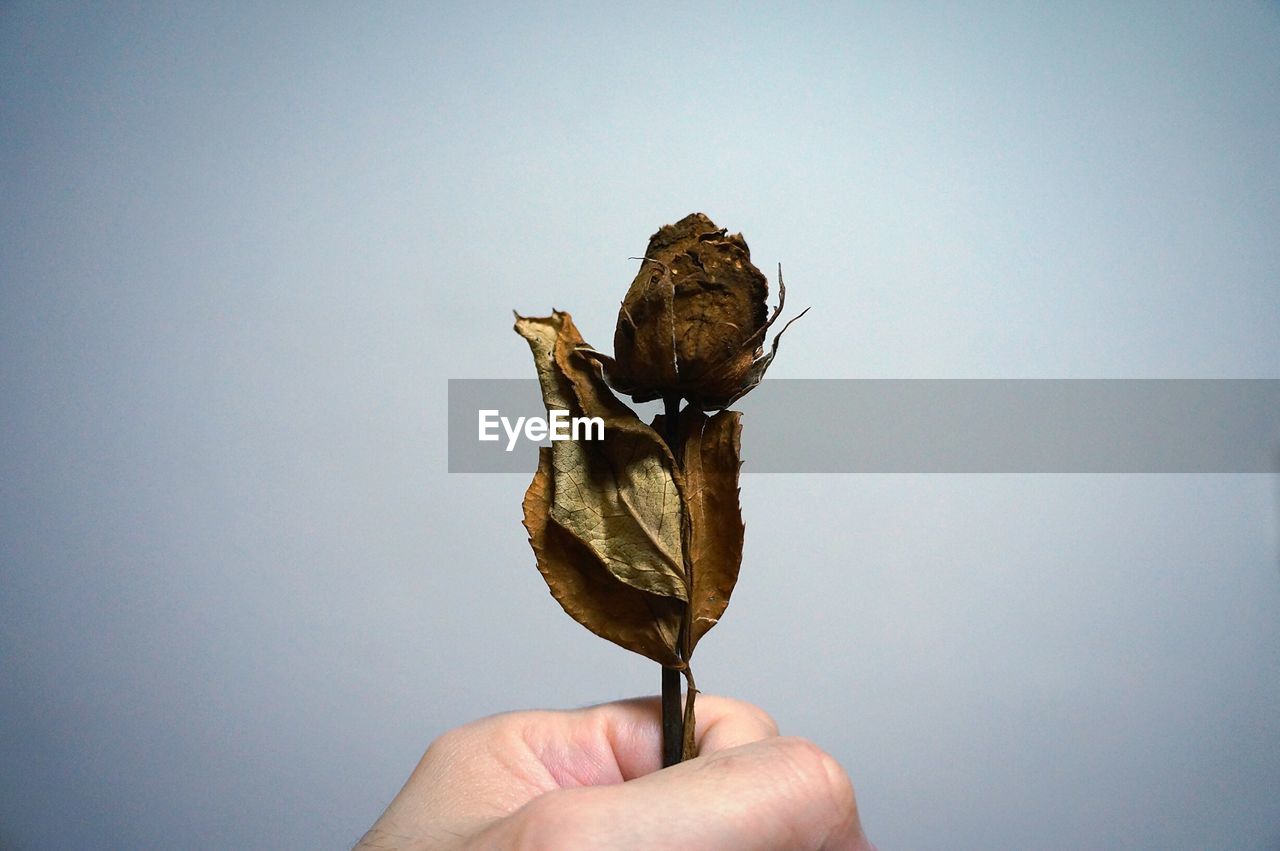 Cropped hand holding wilted rose against white background
