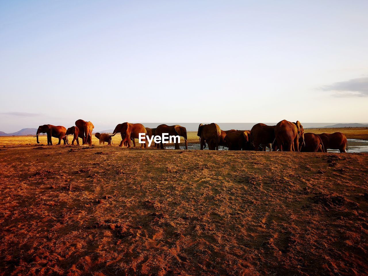 Elephants in savana. 