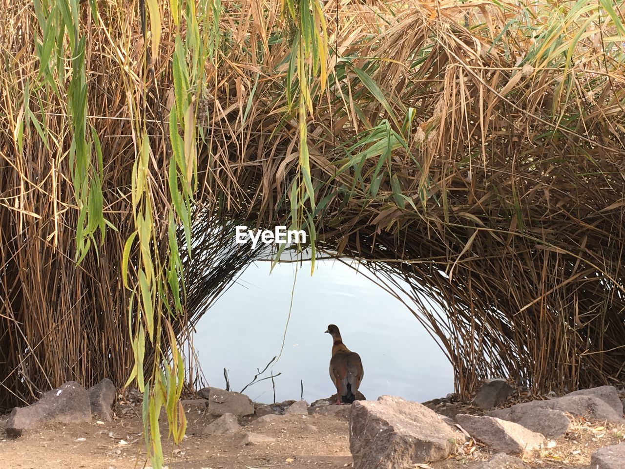 HIGH ANGLE VIEW OF BIRDS IN LAKE