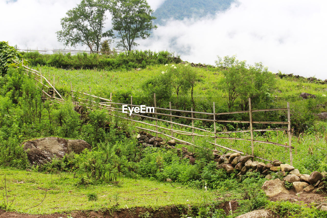 SCENIC VIEW OF GRASSY FIELD AGAINST SKY