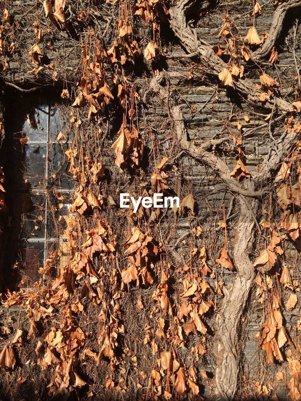 Dried ivy on wall