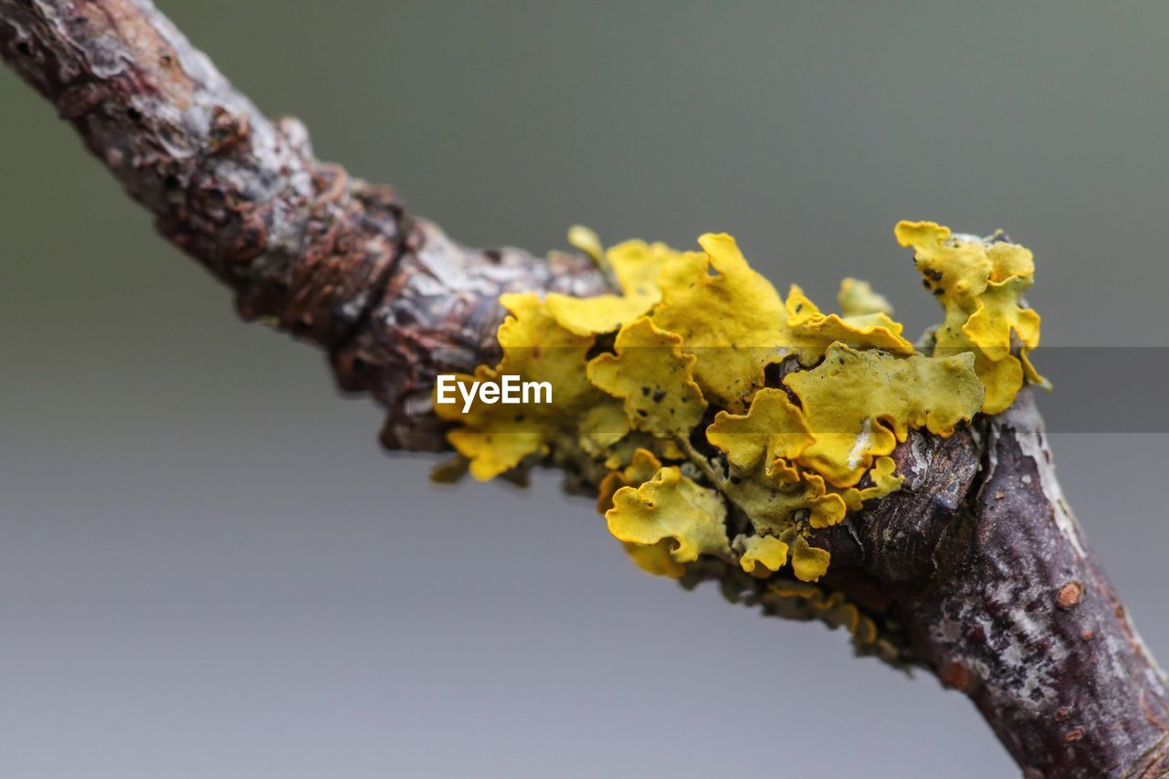 Lichens on branch