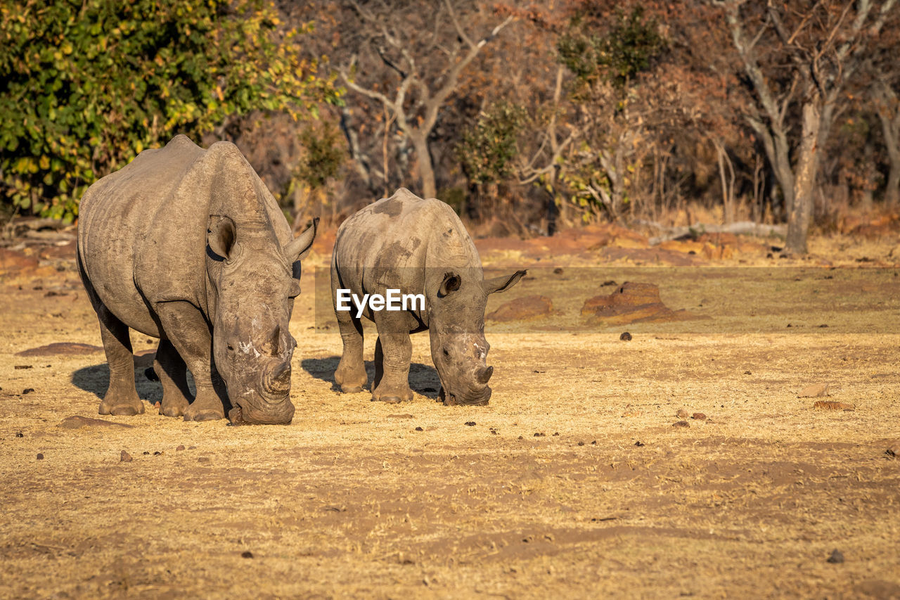 VIEW OF ELEPHANT WALKING ON A LAND