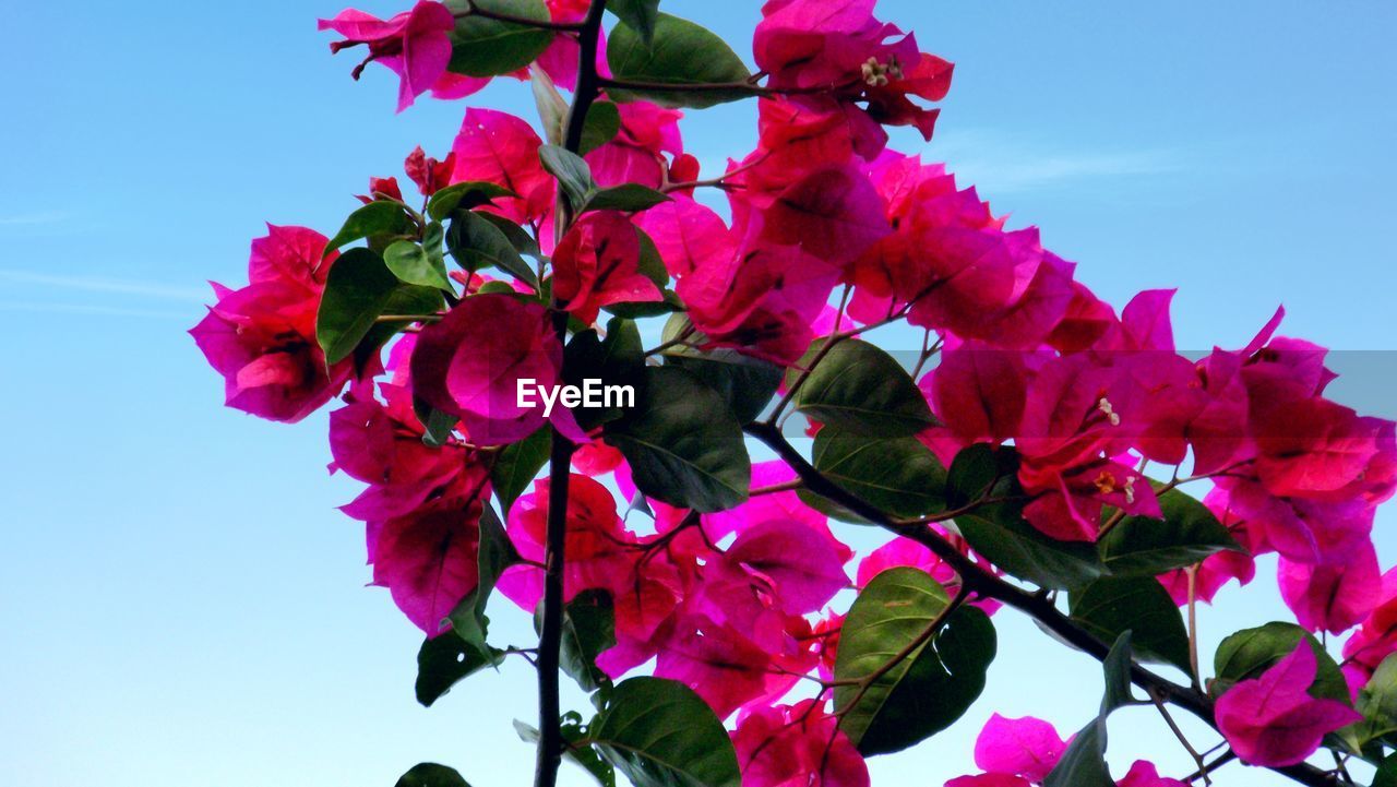 LOW ANGLE VIEW OF PINK FLOWERS BLOOMING AGAINST CLEAR SKY