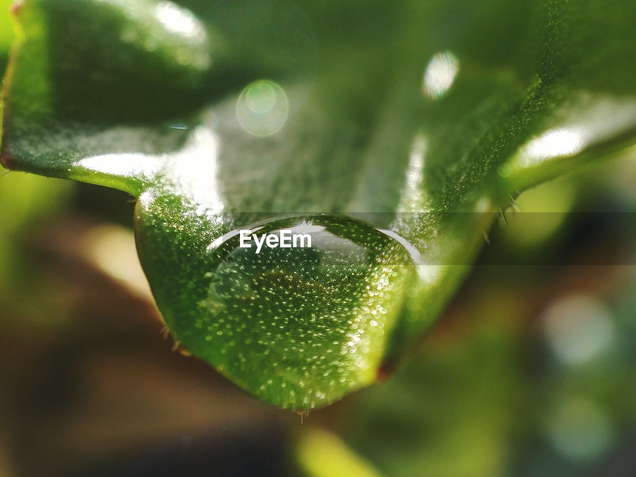 CLOSE-UP OF WET GREEN LEAF