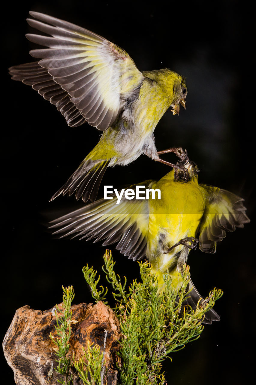 CLOSE-UP OF YELLOW BIRD FLYING OVER WATER