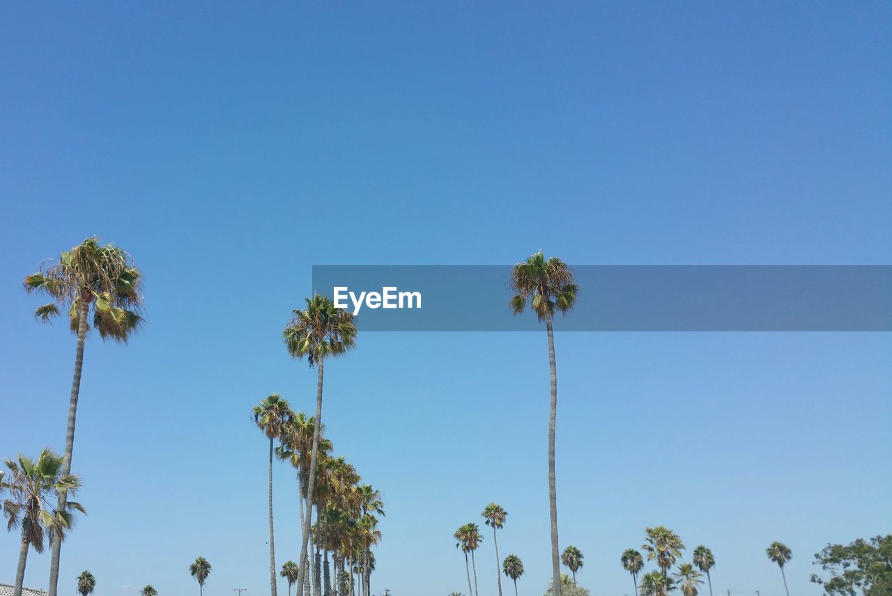 LOW ANGLE VIEW OF TREES AGAINST CLEAR BLUE SKY