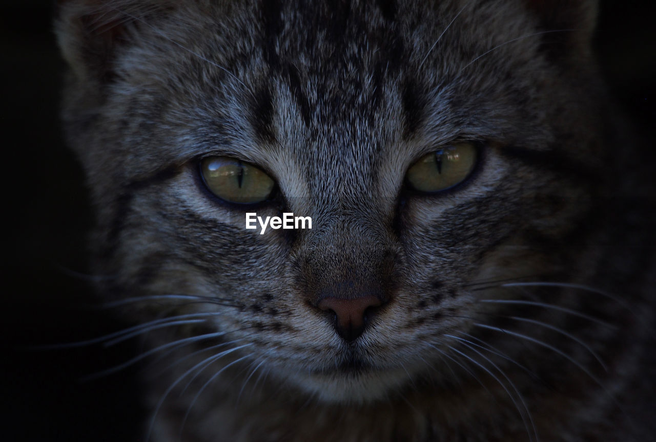 CLOSE-UP PORTRAIT OF TABBY