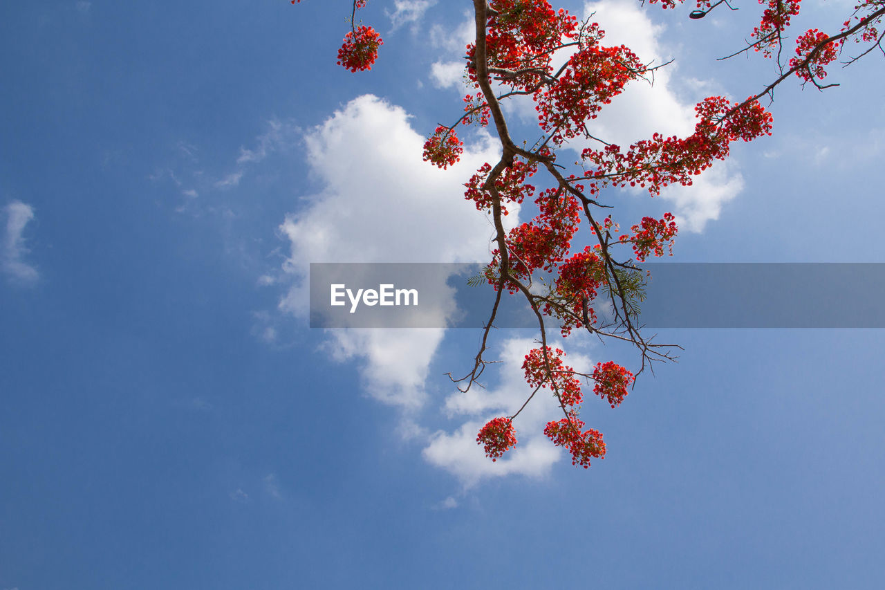 Low angle view of cherry tree against sky