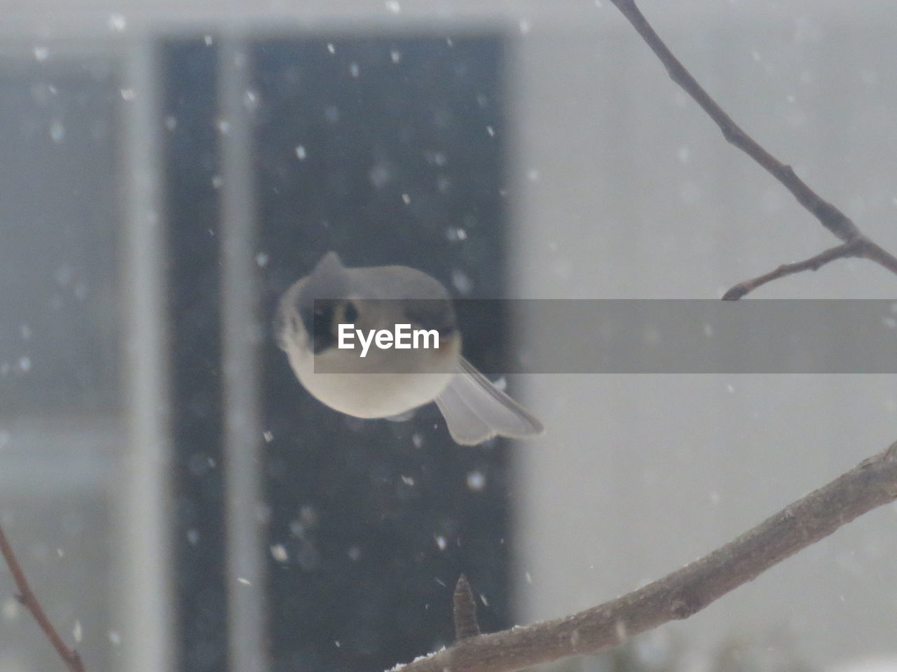 CLOSE-UP OF BIRD ON AQUARIUM