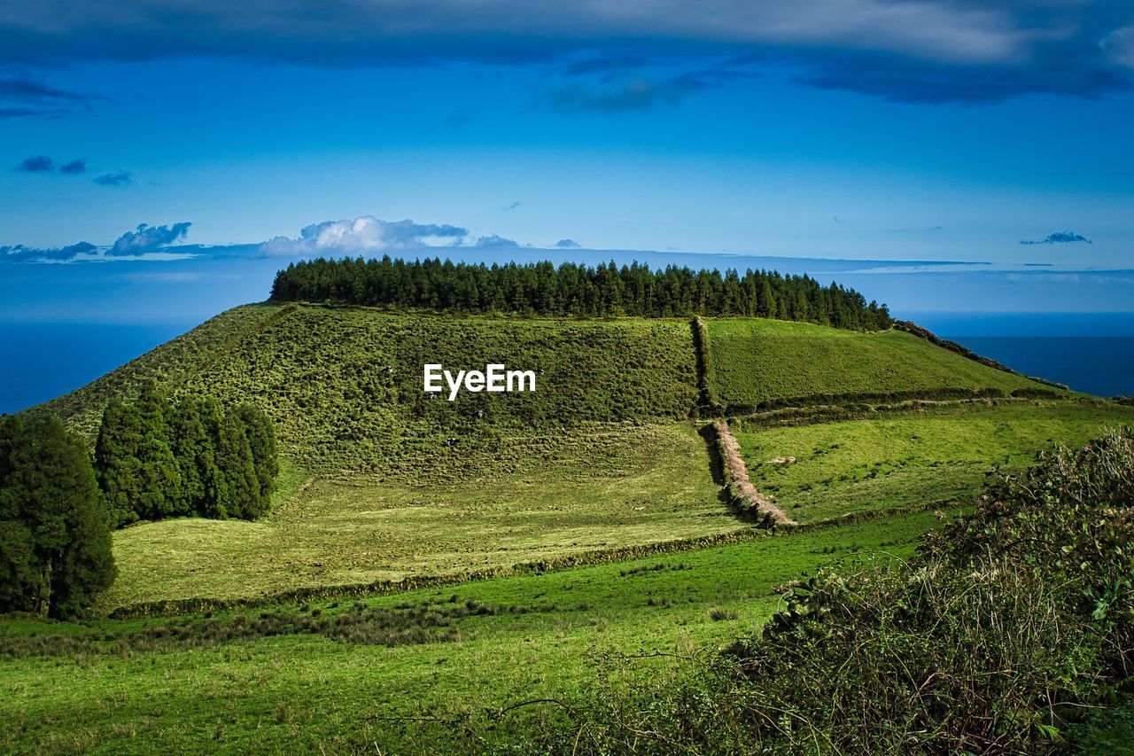 Forest on a hill against blue sky