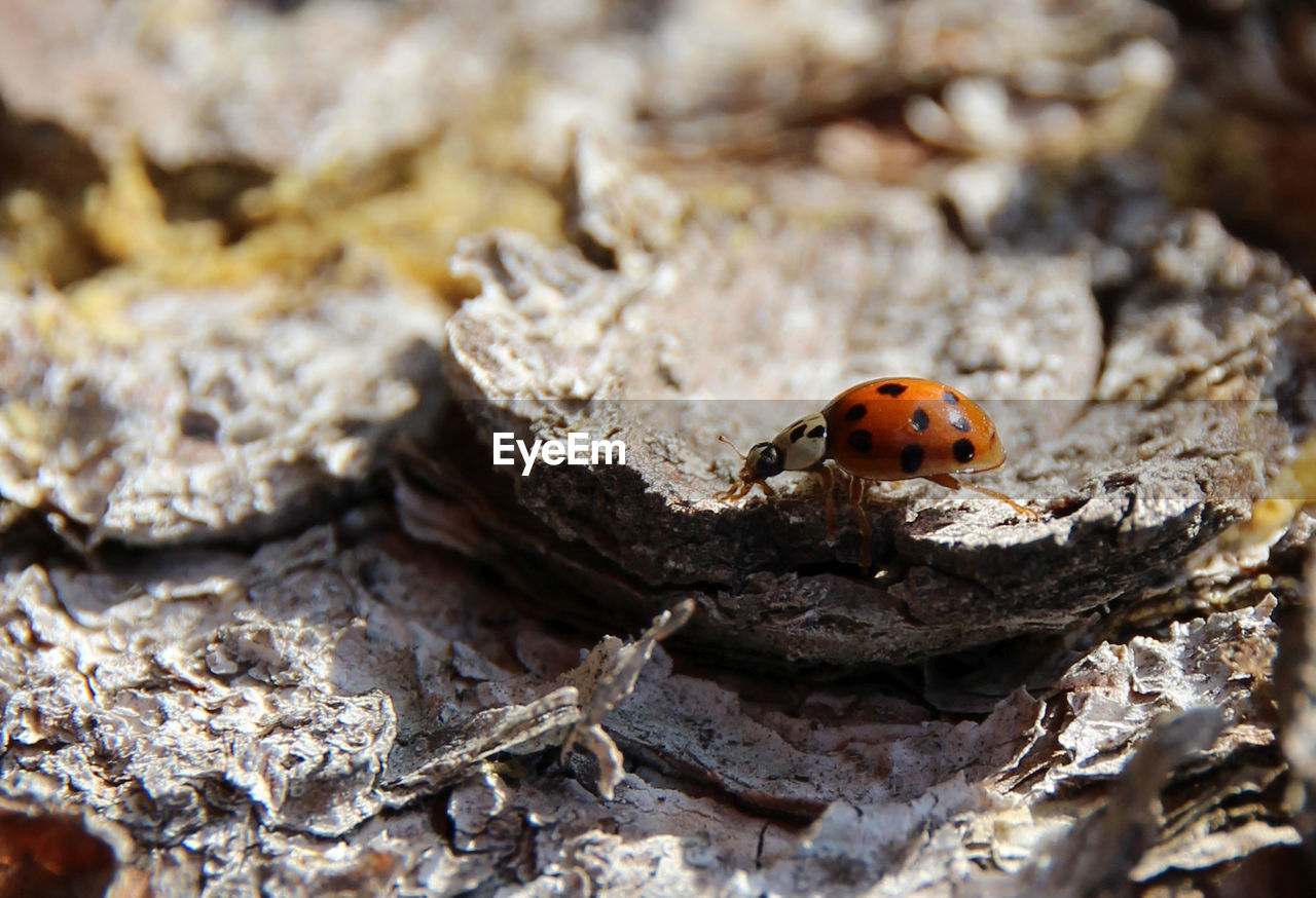 CLOSE-UP OF LADYBUG