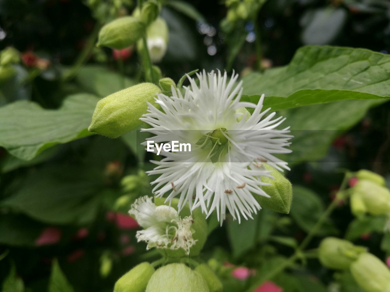 CLOSE-UP OF WHITE FLOWER BLOOMING IN PARK