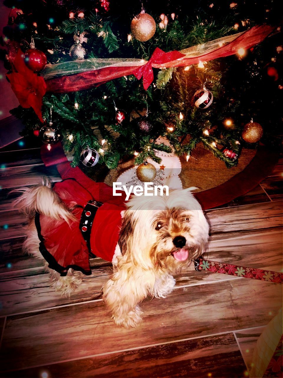 PORTRAIT OF DOGS ON CHRISTMAS TREE