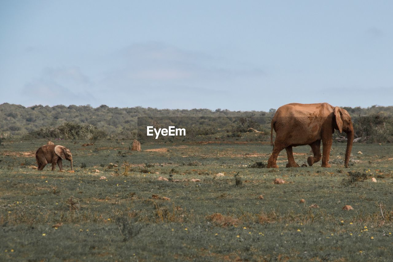 HORSE ON FIELD