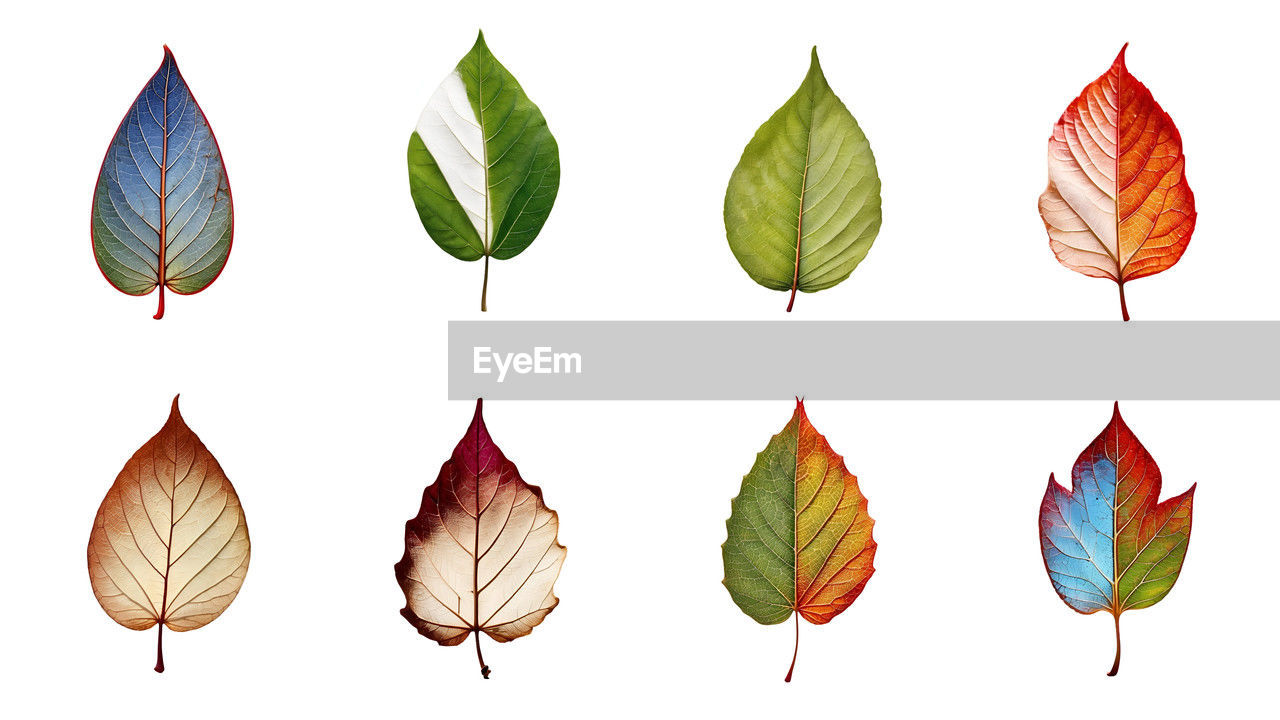 low angle view of leaves against white background