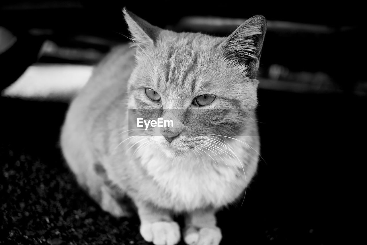 Close-up portrait of a cat