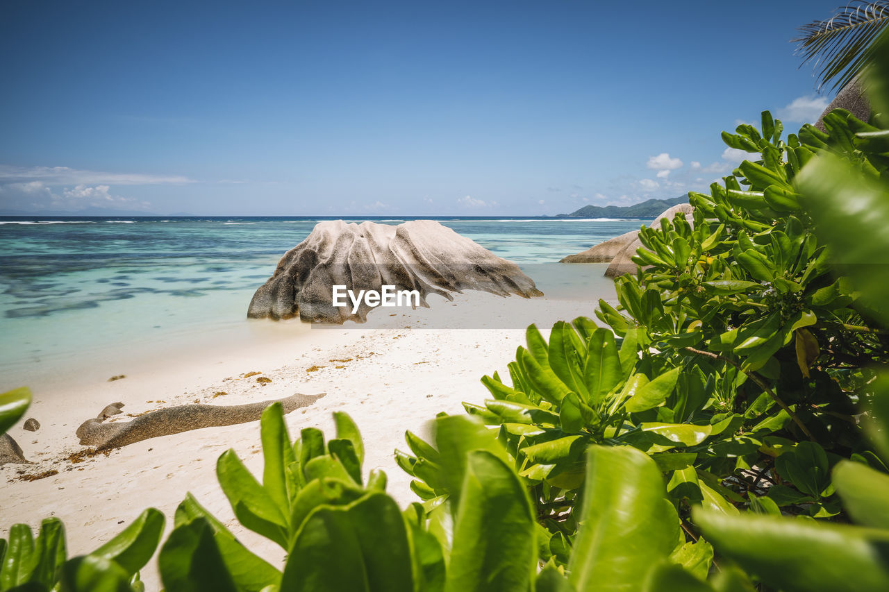 PLANTS ON BEACH AGAINST SKY