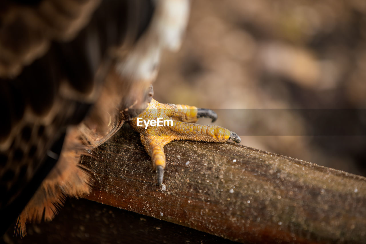 CLOSE-UP OF ORANGE LIZARD