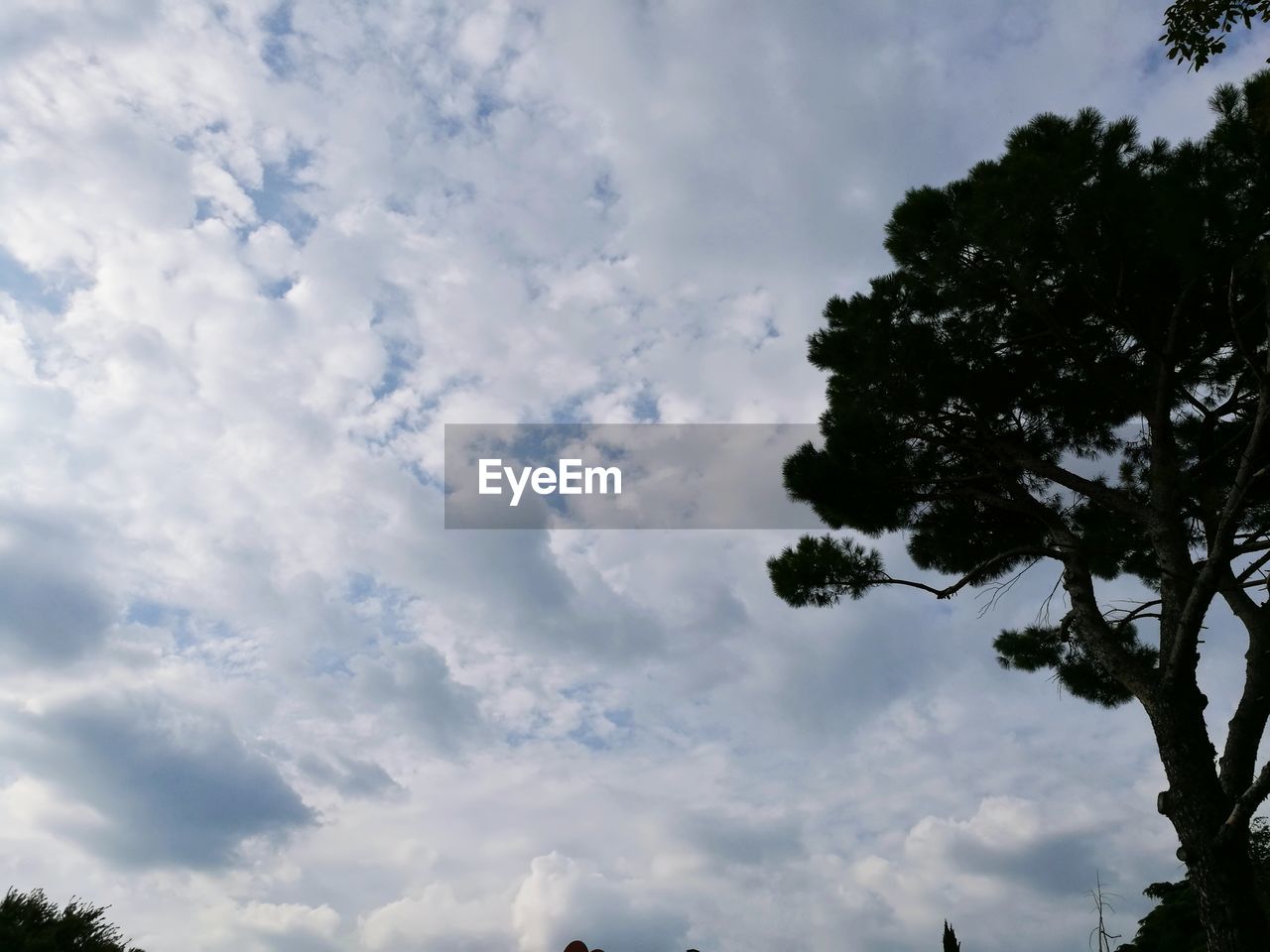 LOW ANGLE VIEW OF TREES AGAINST SKY