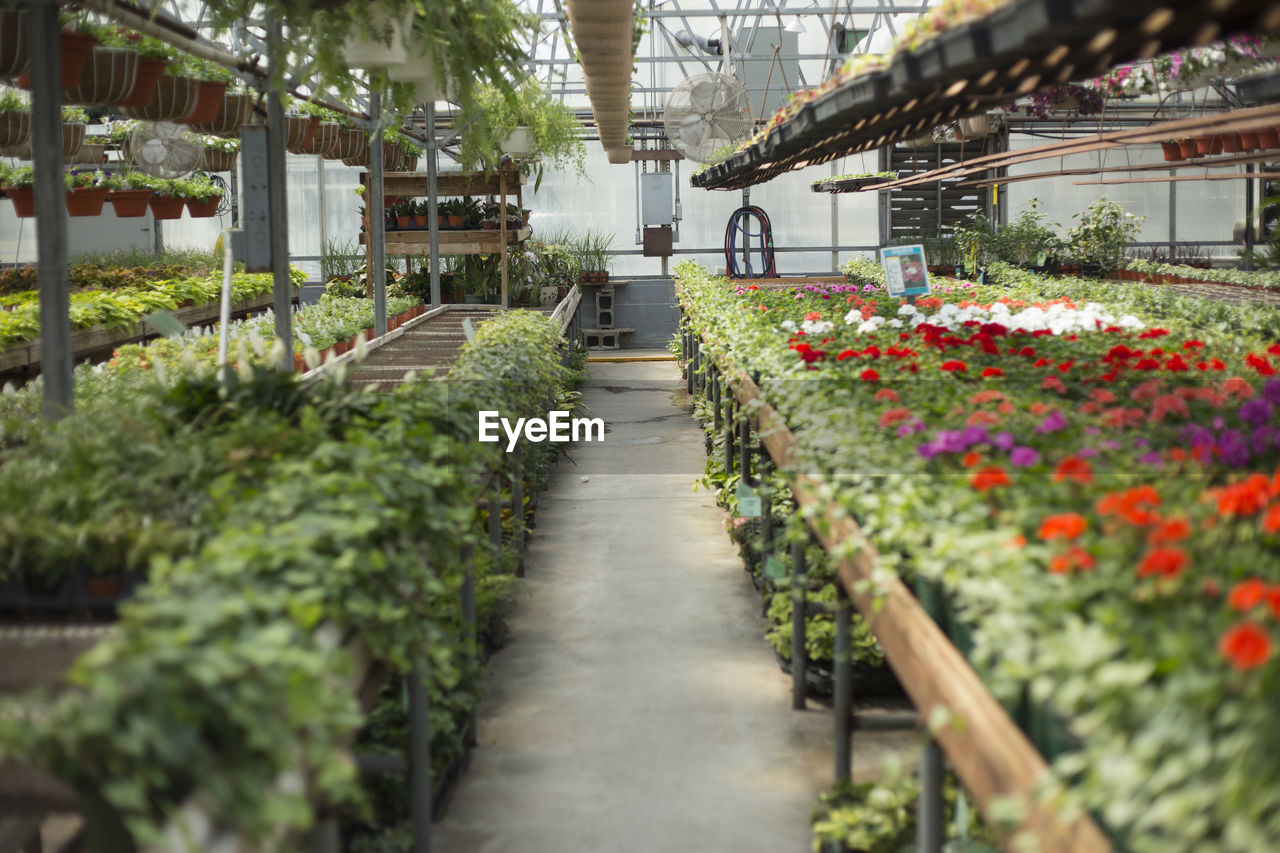 VIEW OF GREENHOUSE