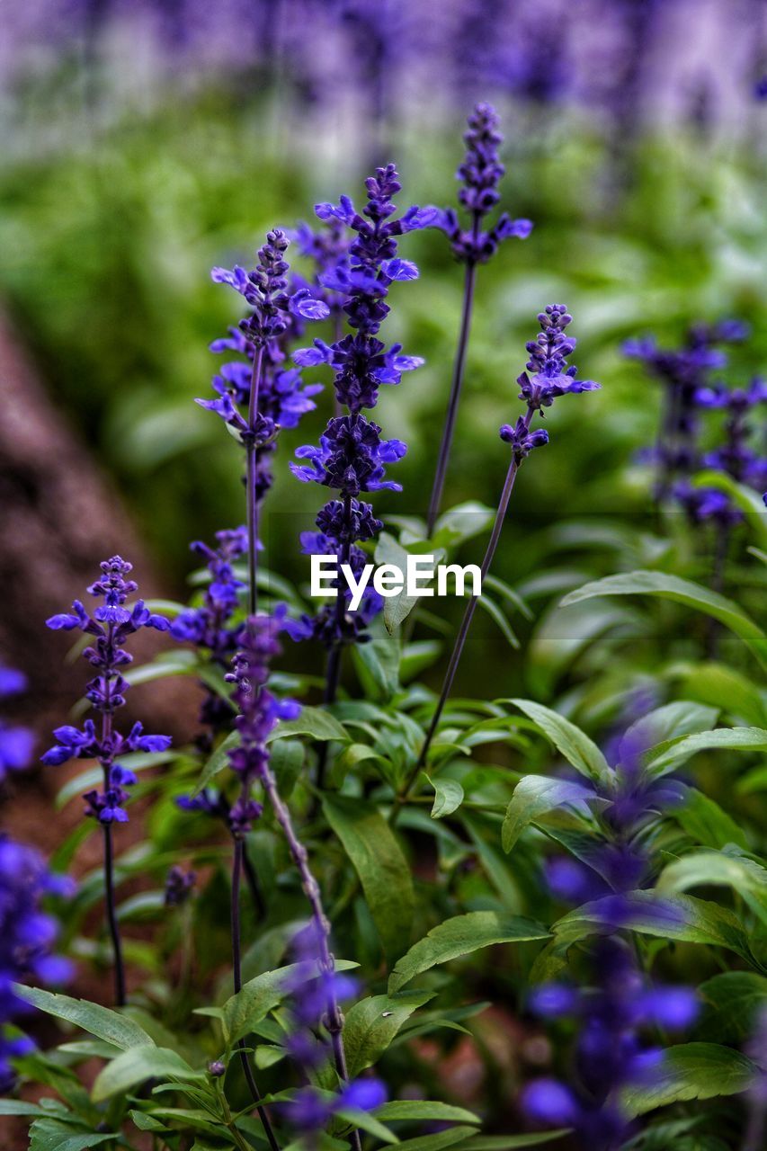 CLOSE UP OF PURPLE FLOWERING PLANT