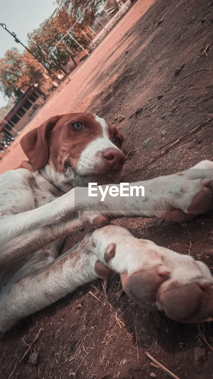 CLOSE-UP PORTRAIT OF DOG RELAXING ON FIELD