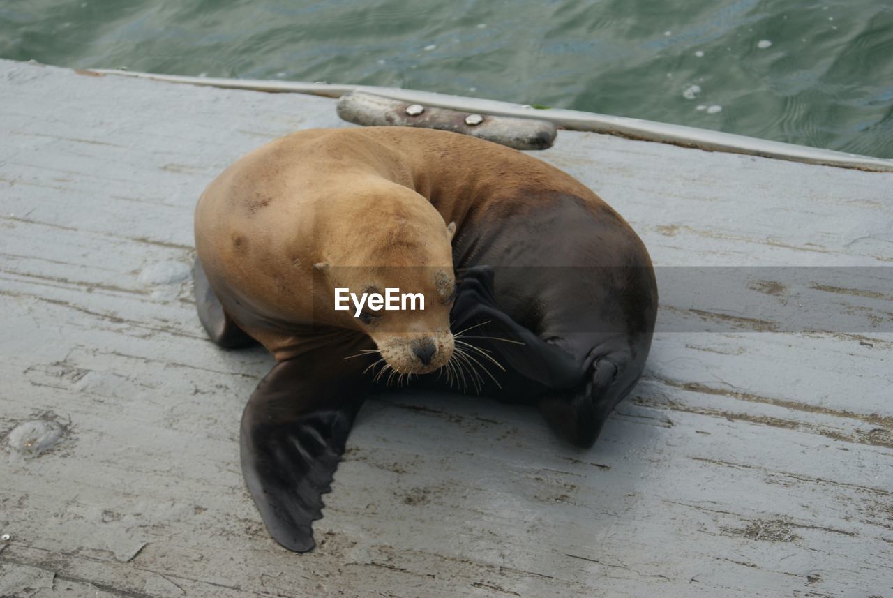 High angle view of baby seal relaxing on wood deck