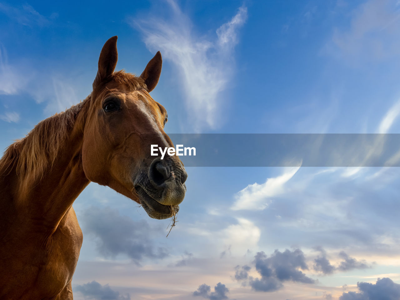 LOW ANGLE VIEW OF A GIRAFFE