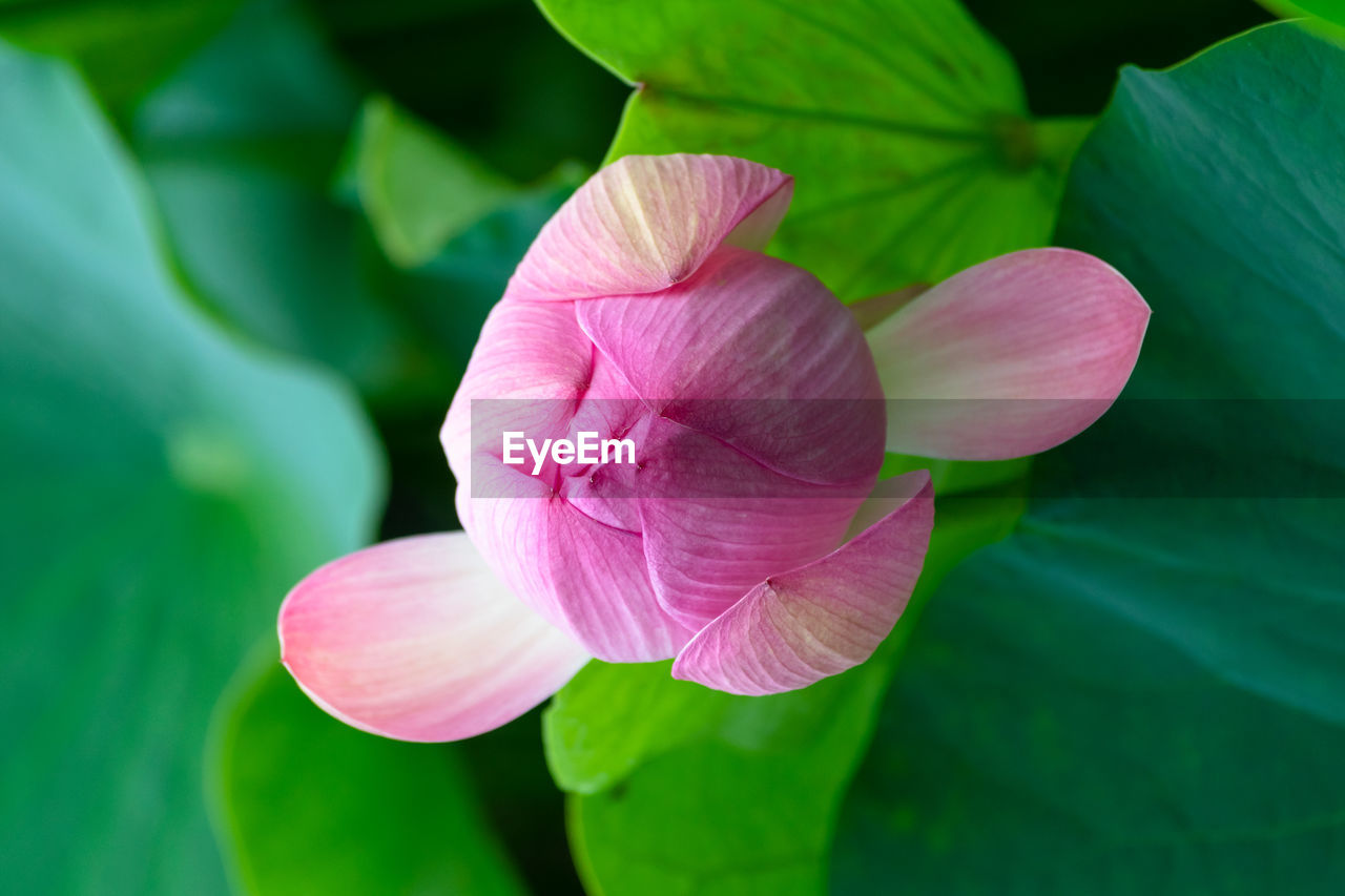 Close-up of pink water lily