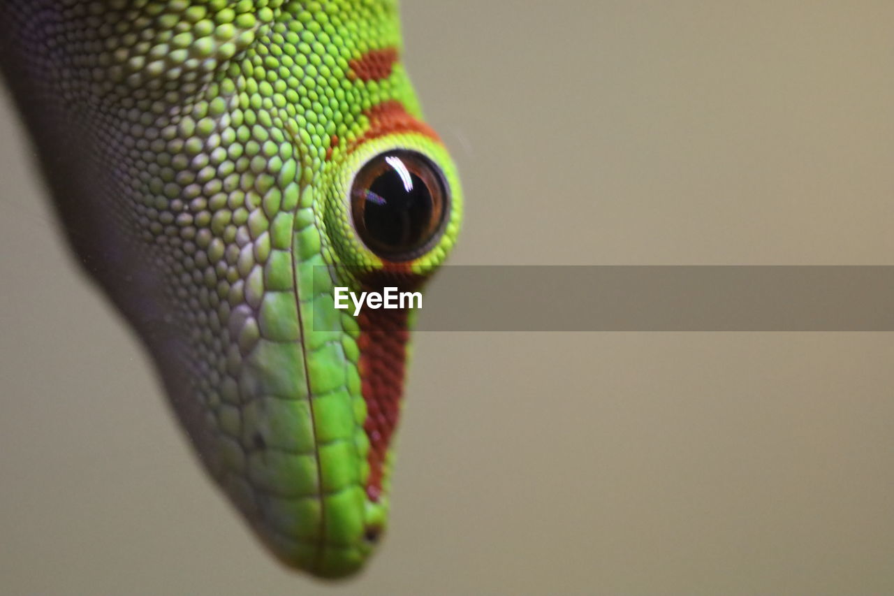 one animal, green, animal themes, animal, animal wildlife, reptile, animal body part, close-up, macro photography, wildlife, animal head, no people, eye, animal eye, yellow, lizard, animal scale, snake, studio shot, portrait, gecko, nature, copy space