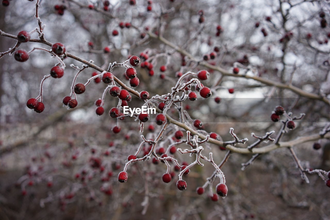 CLOSE-UP OF CHERRY TREE