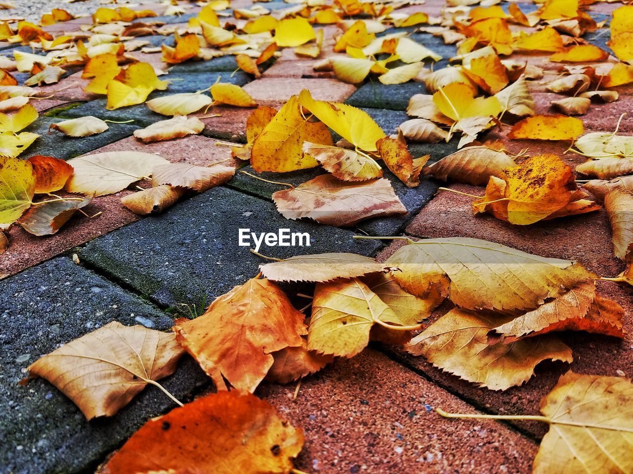 FULL FRAME OF AUTUMN LEAVES