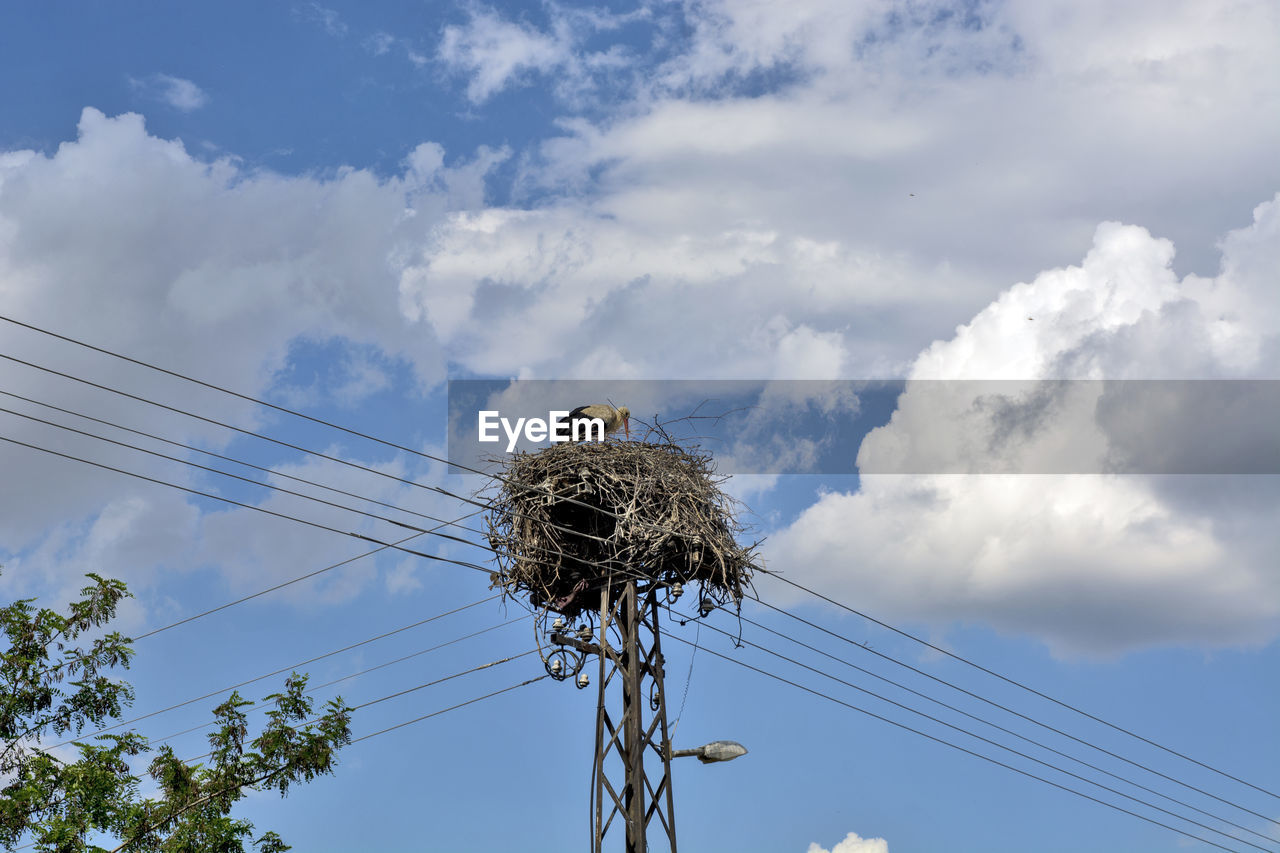 LOW ANGLE VIEW OF BIRD ON CABLE AGAINST SKY