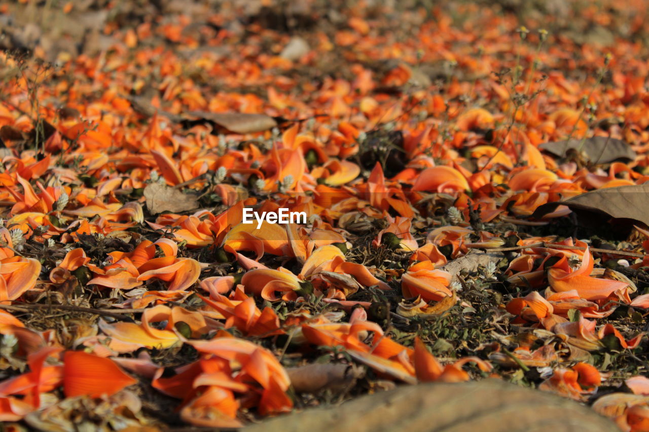 High angle view of autumn leaves on field