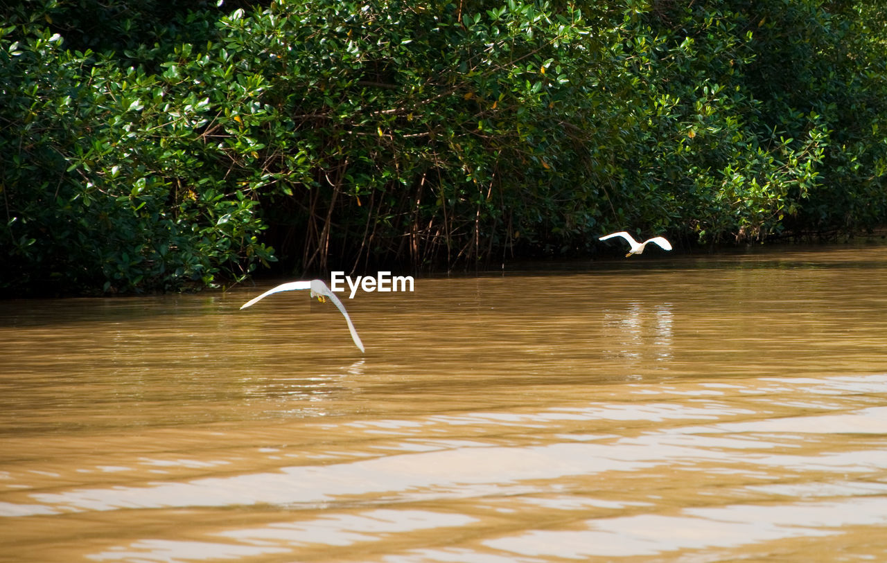 HERON FLYING OVER WATER