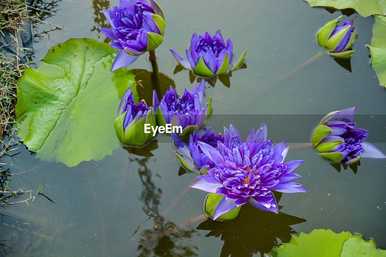 CLOSE-UP OF PURPLE WATER LILY BLOOMING IN LAKE