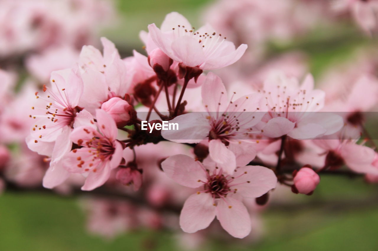 CLOSE-UP OF PINK CHERRY BLOSSOM FLOWERS