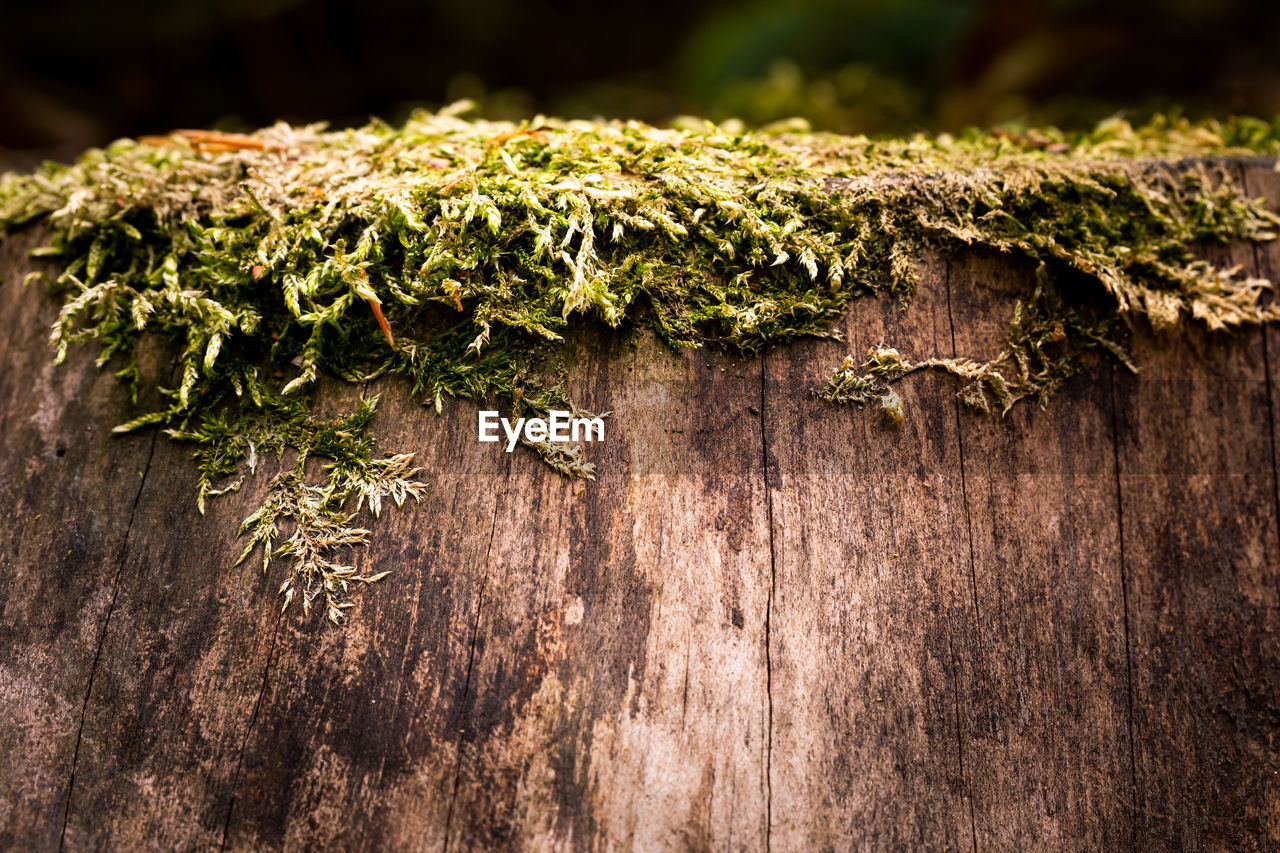 CLOSE-UP OF MOSS ON WOOD