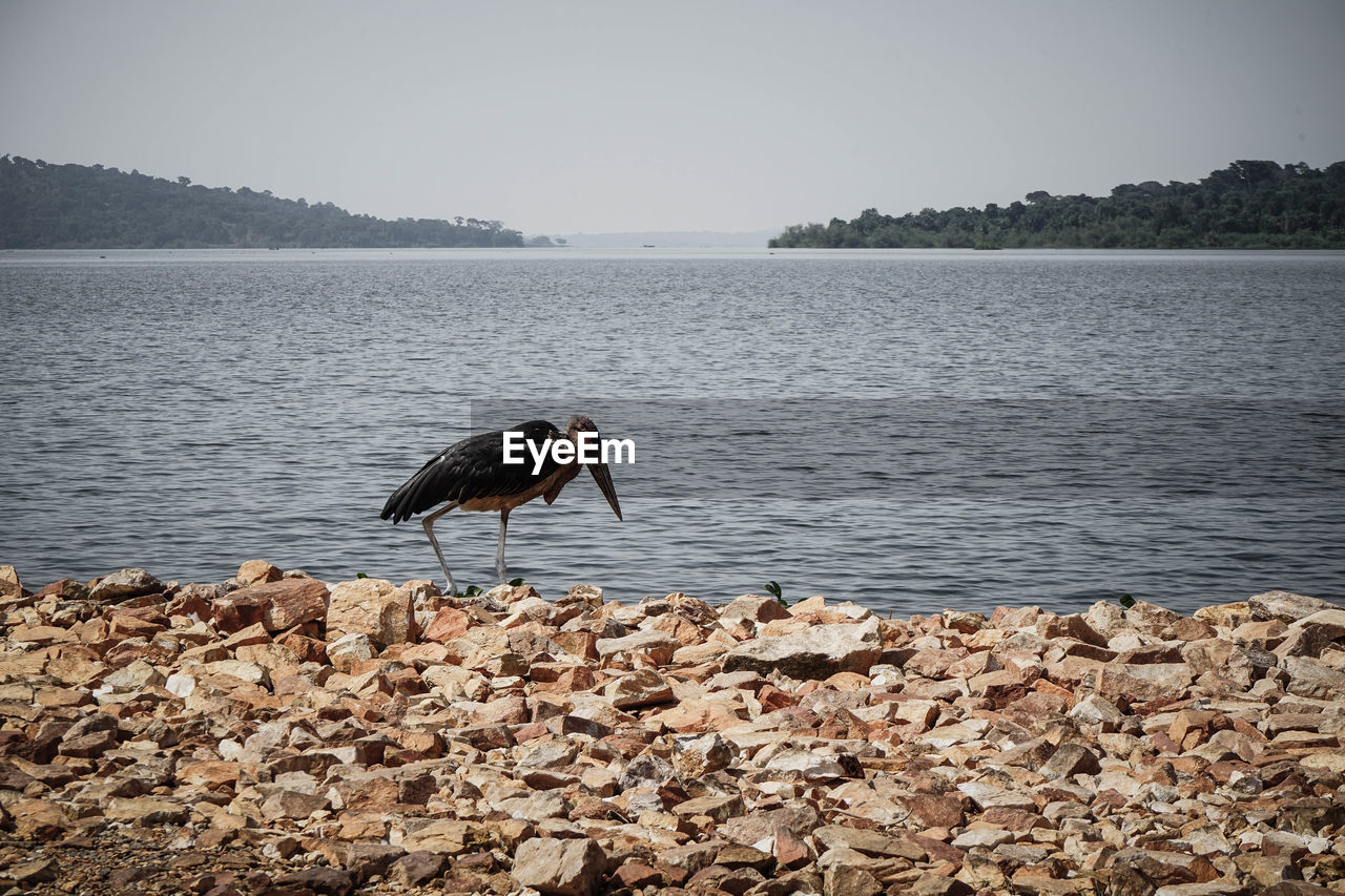 Bird perching by river against sky