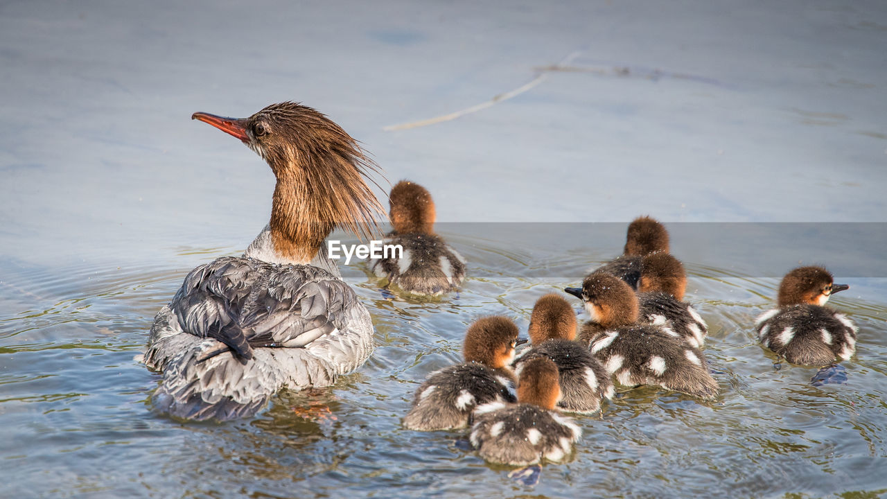 BIRDS IN A LAKE