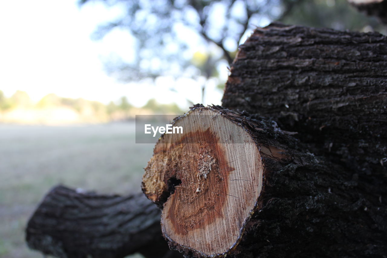 CLOSE-UP OF TREE TRUNK