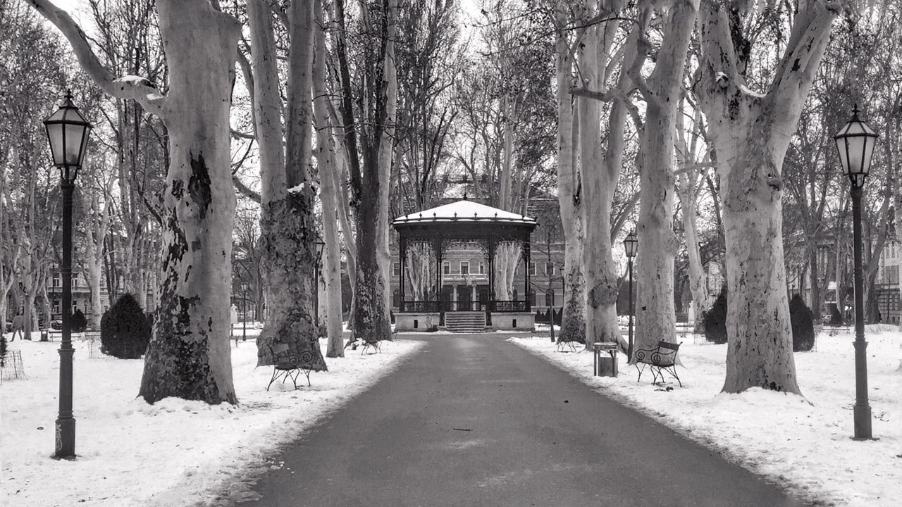 Road amidst bare trees