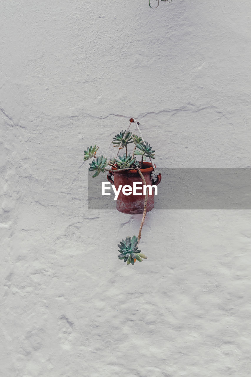 POTTED PLANT HANGING ON WALL