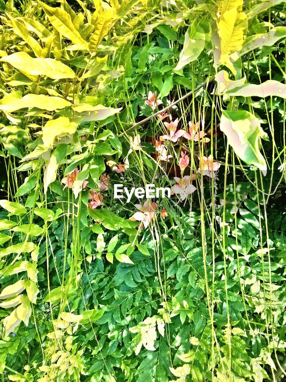 Wildflowers in green bush