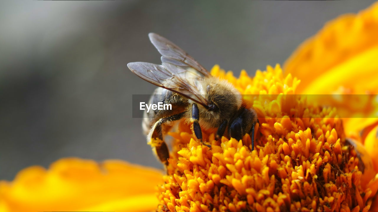 Close-up of honey bee pollinating on yellow flower