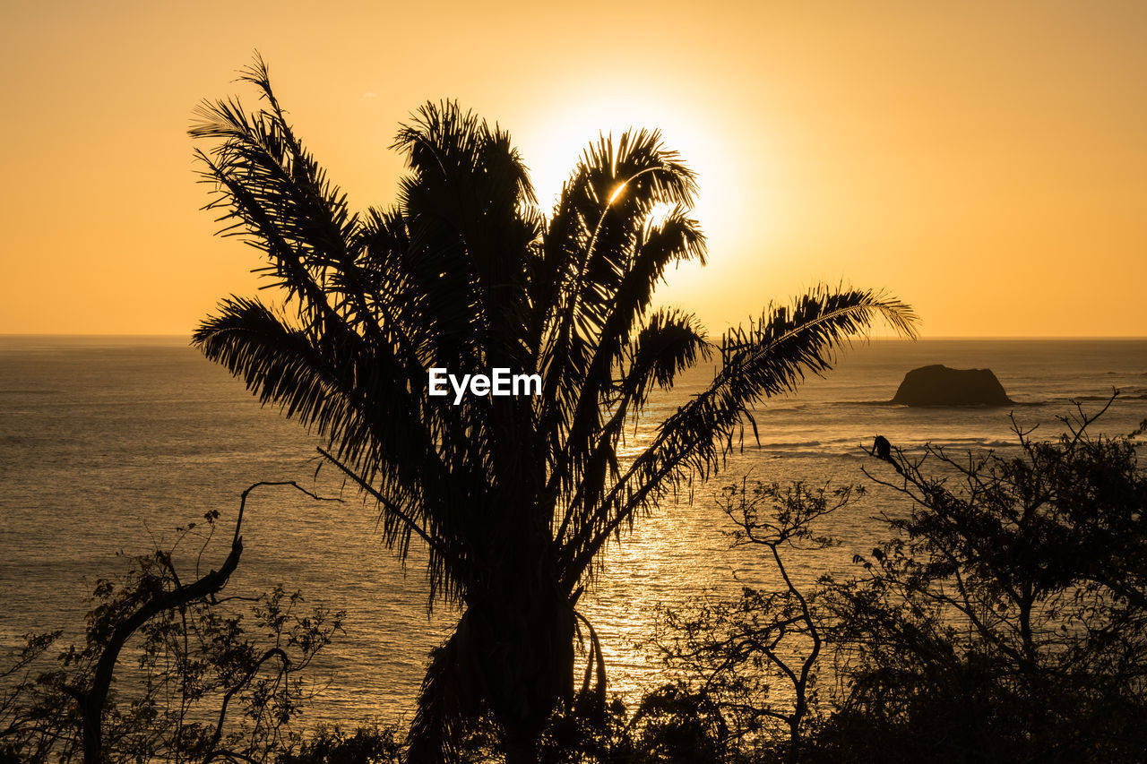 SILHOUETTE OF PALM TREE AT SUNSET